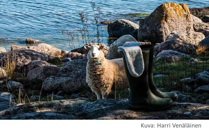 Tietoa villasta lammas kalliolla