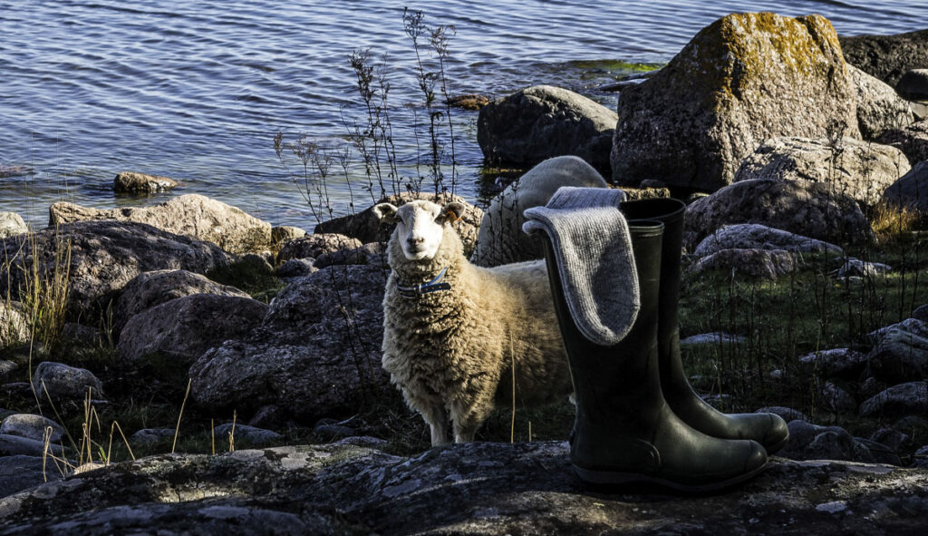 Sheep on the rock information about wool original
